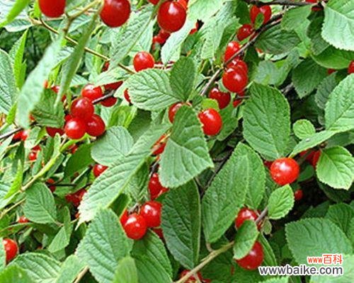 樱桃的浪漫魅力与文化意义 樱桃