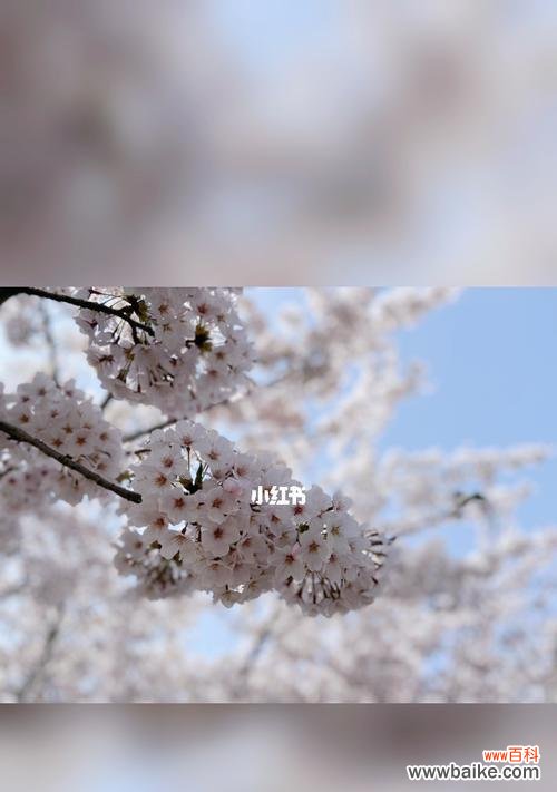 樱花盛放的美丽传说 樱花的象征与含义