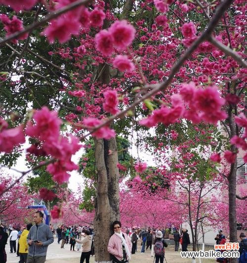 樱花盛放的美丽传说 樱花的象征与含义