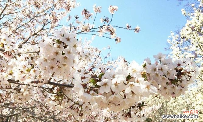 解读樱花的美与深意 樱花的象征意义与文化传承