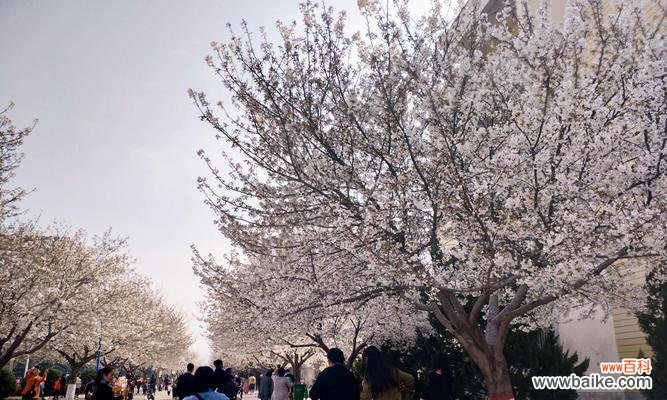 解读樱花的美与深意 樱花的象征意义与文化传承