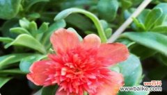 以自信为主题的花语解读与心得 自信之花开放的勇气