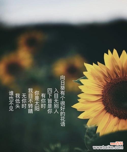 重逢的花朵传递的温暖与希望 花语重逢，相伴永恒