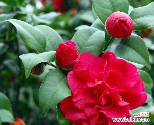 以有什么花的花语为主题 花开有语,你的花语代表是你的花