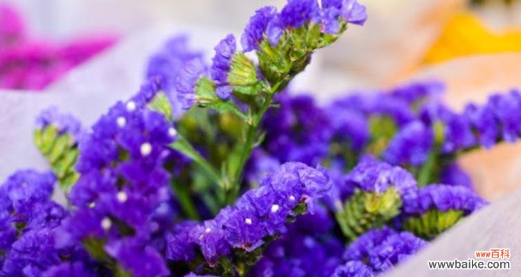 以有什么花的花语为主题 花开有语,你的花语代表是你的花