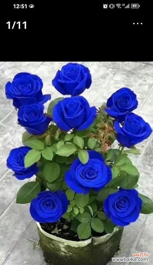 探索花语中表达爱的各种花卉及其含义 花语中的爱——以爱为主题的花语