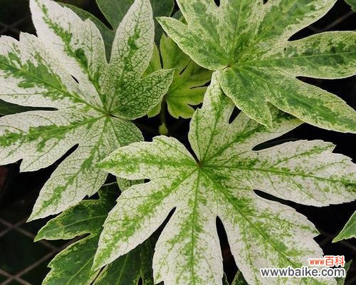 探索常绿硬叶林中的叶片特征 常绿硬叶林的叶片特点