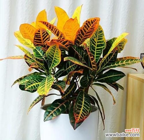 探索常绿硬叶林中的叶片特征 常绿硬叶林的叶片特点