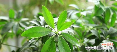 探索常绿硬叶林中的叶片特征 常绿硬叶林的叶片特点