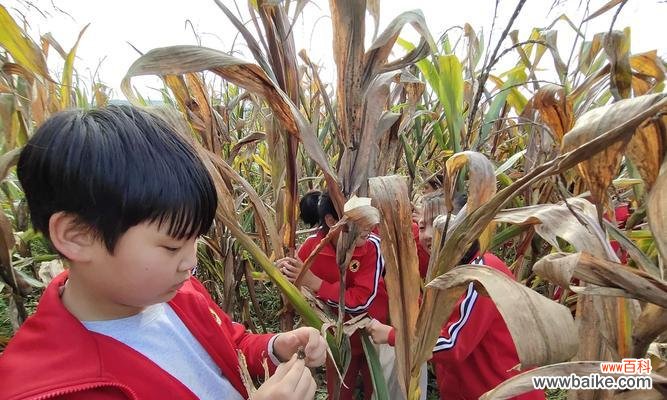 以玉米为媒介 玉米