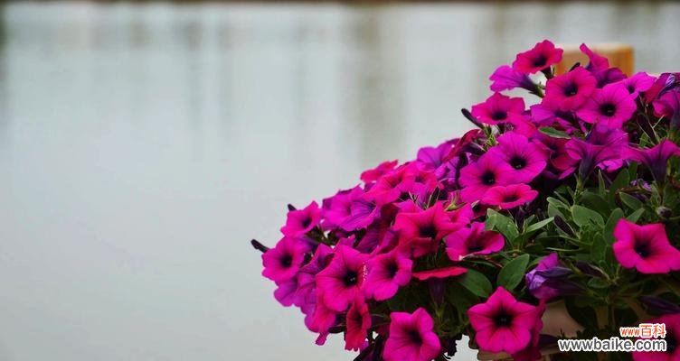 揭示玉露花语的神秘面纱与美丽心灵 玉露花语的深层寓意与意义