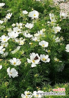 揭示玉露花语的神秘面纱与美丽心灵 玉露花语的深层寓意与意义