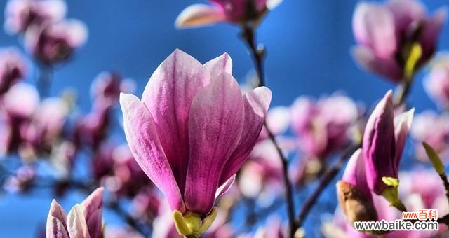 花开寓意与预兆——玉兰的奇迹 玉兰盛开的花园