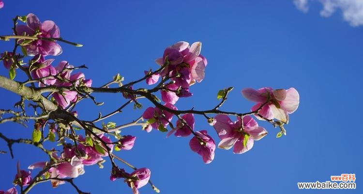 花开寓意与预兆——玉兰的奇迹 玉兰盛开的花园