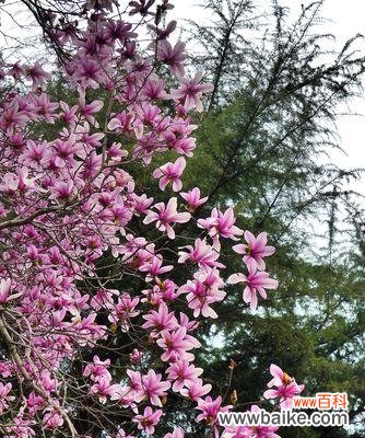 花开寓意与预兆——玉兰的奇迹 玉兰盛开的花园