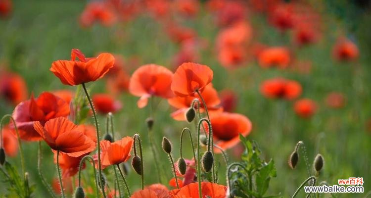 虞美人花语的深层寓意与文化解读 虞美人花语的含义与传说