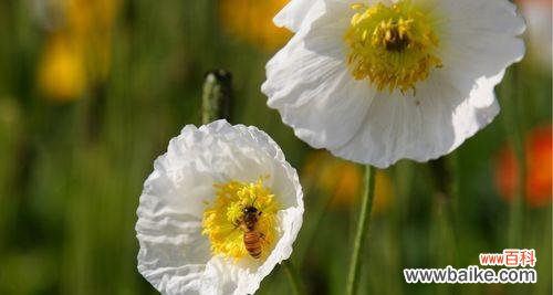 虞美人花语的深层寓意与文化解读 虞美人花语的含义与传说