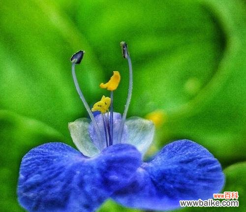 探寻榆树花语的深层含义 榆树的花语与寓意——恒久不变的坚强与纯真