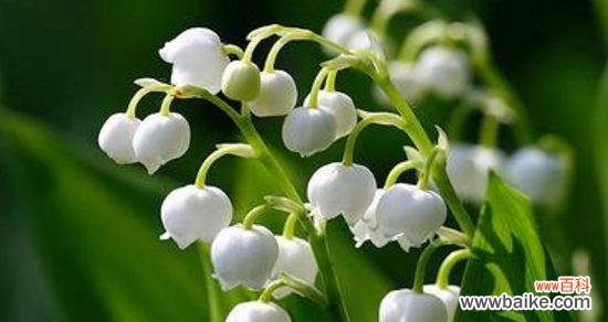 探寻榆树花语的深层含义 榆树的花语与寓意——恒久不变的坚强与纯真