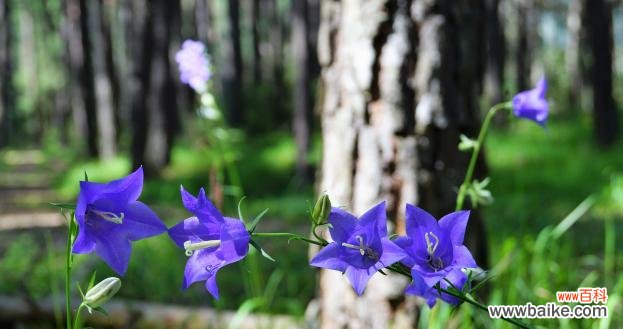 探寻榆树花语的深层含义 榆树的花语与寓意——恒久不变的坚强与纯真