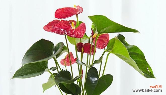 探寻吉祥植物的象征意义与传统文化蕴含 吉祥植物——祝福与繁荣之源