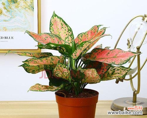 探寻吉祥植物的象征意义与传统文化蕴含 吉祥植物——祝福与繁荣之源