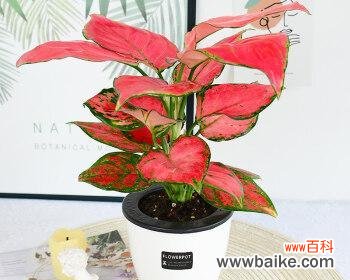 探寻吉祥植物的象征意义与传统文化蕴含 吉祥植物——祝福与繁荣之源