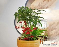 用绿色生命装点家园 寓意吉祥的室内盆栽——增添福气与美好