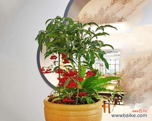 用绿色生命装点家园 寓意吉祥的室内盆栽——增添福气与美好