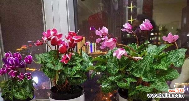 用绿色生命装点家园 寓意吉祥的室内盆栽——增添福气与美好