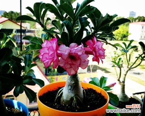 用花语诉说爱情的美丽篇章 植物的爱情之旅