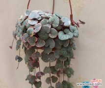 用花语诉说爱情的美丽篇章 植物的爱情之旅