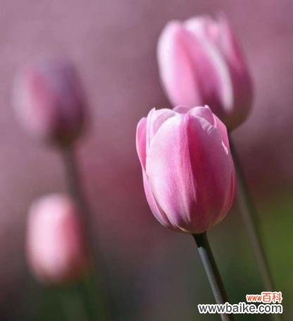 一朵绽放的美丽与希望 郁金香