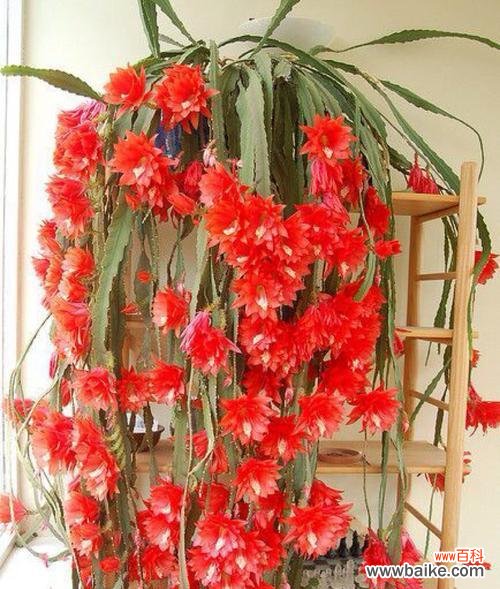 揭示仙人掌的神秘之源与生命力 探寻仙人掌背后的拉丁文意义