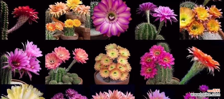 揭示仙人掌的神秘之源与生命力 探寻仙人掌背后的拉丁文意义