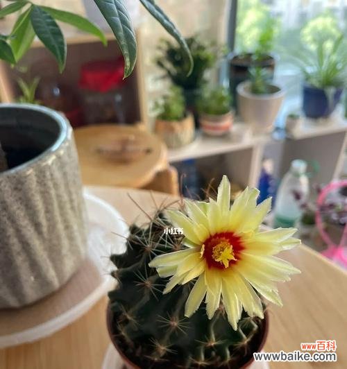 探寻仙人球的多重寓意 仙人球