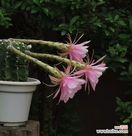 探寻仙人球的多重寓意 仙人球