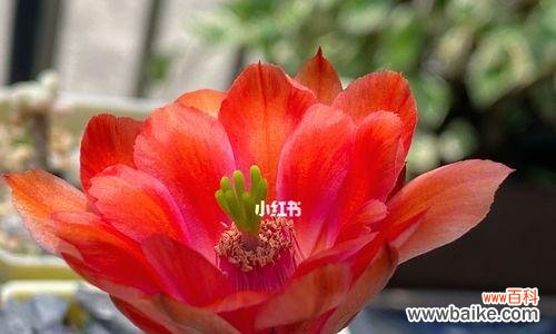 探寻仙人球的多重寓意 仙人球