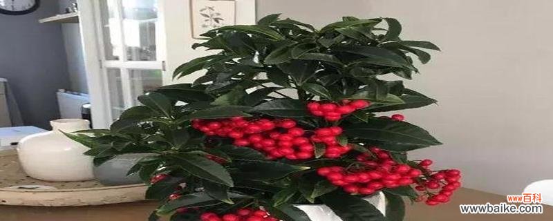 吉祥如意的绿叶 寓意招财的植物