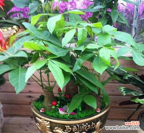 吉祥如意的绿叶 寓意招财的植物