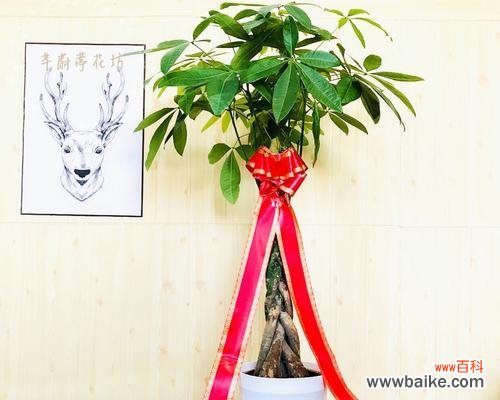 吉祥如意的绿叶 寓意招财的植物