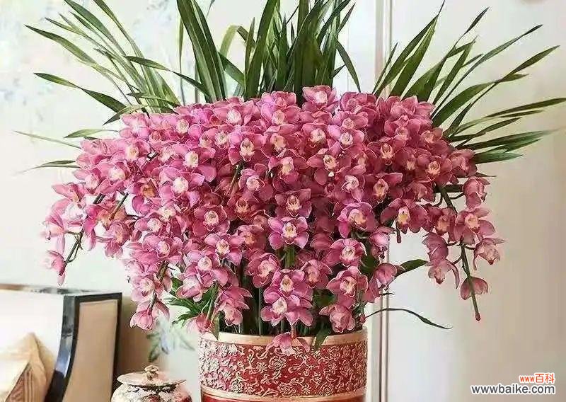 以绿叶为舞 美好生机