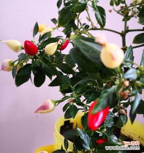 以绿叶为舞 美好生机