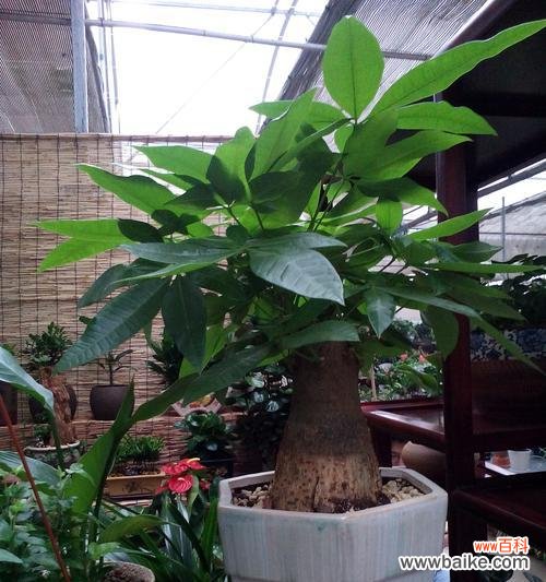 以绿叶为舞 美好生机