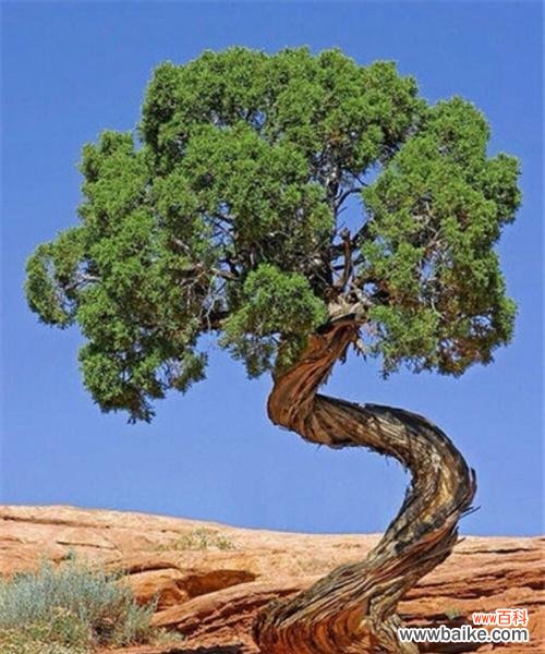 寓意坚强的植物与生活的启示 坚强之植