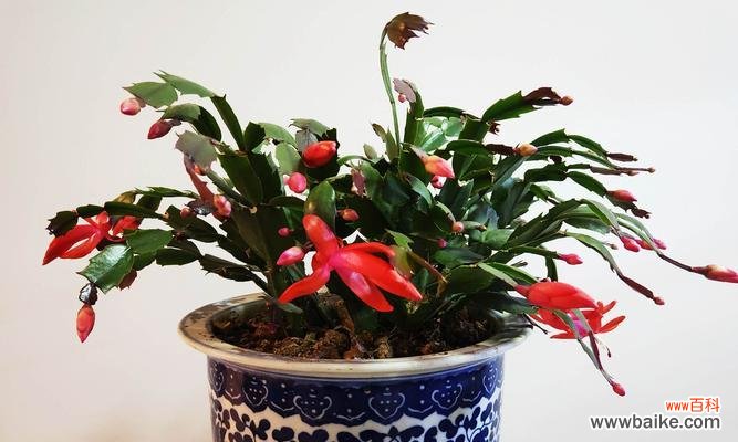 寓意坚强的植物与生活的启示 坚强之植