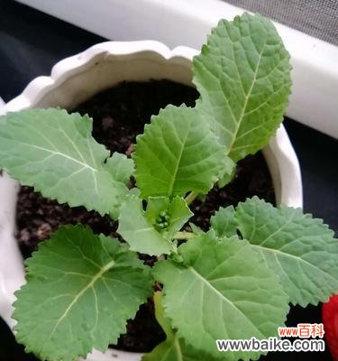 寓意坚强的植物与生活的启示 坚强之植