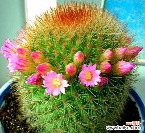 探索仙人掌的隐藏意义 仙人掌的象征与寓意