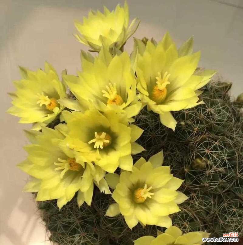 探寻仙人掌的神秘之美 仙人掌花语的魅力与含义