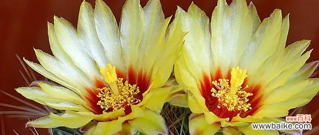 揭开仙人掌开花的神秘面纱 仙人掌的开花奇迹